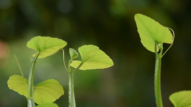 Cissus quadrangularis branch green leaves on natural background.