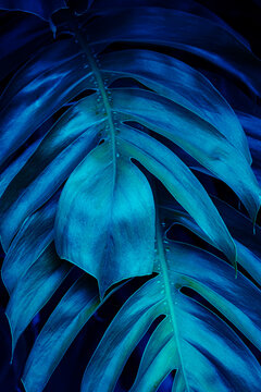 Blue background with dark moody tropical monstera leaf and neon cyberpunk texture.