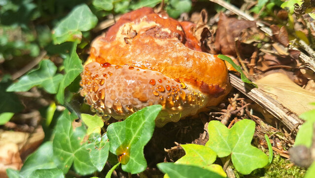 Gutteraltropfen . Guttation . Tropfender Porling  . Droping Bracket Fungi