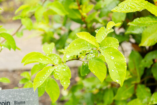 Spicebush or Lindera Benzoin plant in Saint Gallen in Switzerland 9.6.2026