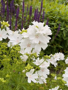 White musk mallow flowers blooming in a summer garden with purple salvia