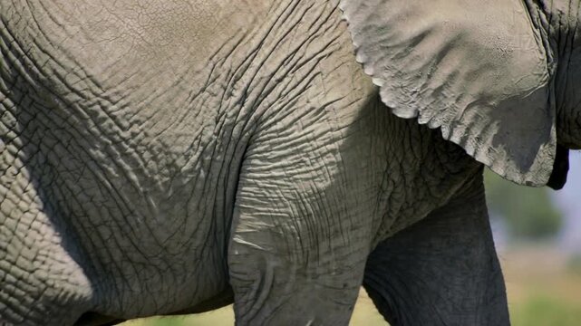 Camera tracking adult elephant walking across grassland savanna, showing trunk tusk wrinkled skin