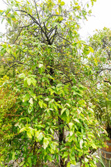 Fototapeta premium Crinodendron Patagua plant in Saint Gallen in Switzerland 9.6.2026