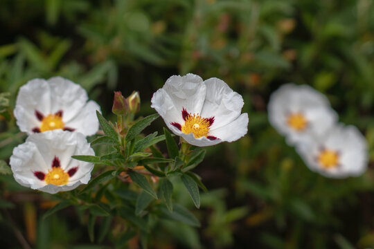 Cistus ladanifer flowers with spotted petals buds and leaves