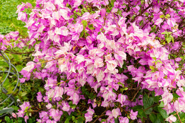 Obraz premium Bougainvillea X Buttiana plant in Saint Gallen in Switzerland 9.6.2026