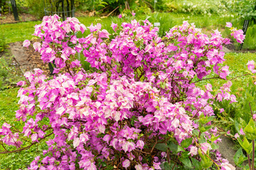 Obraz premium Bougainvillea X Buttiana plant in Saint Gallen in Switzerland 9.6.2026