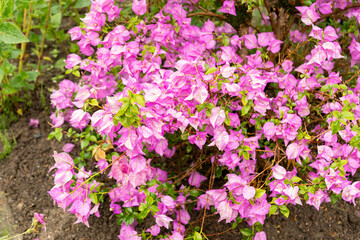 Obraz premium Bougainvillea X Buttiana plant in Saint Gallen in Switzerland 9.6.2026