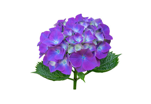 Hydrangea flower cluster with purple blue and cream petals isolated transparent png