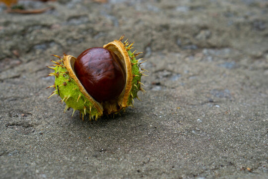 chestnuts on a white background