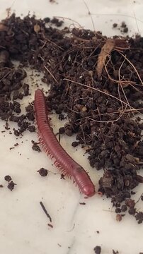 Millipide ( Diplopode). Piolho de Cobra tamb&eacute;m conhecido como Gongolo. Andando em frente a pilha de H&uacute;mus. Adubo Org&acirc;nico. 