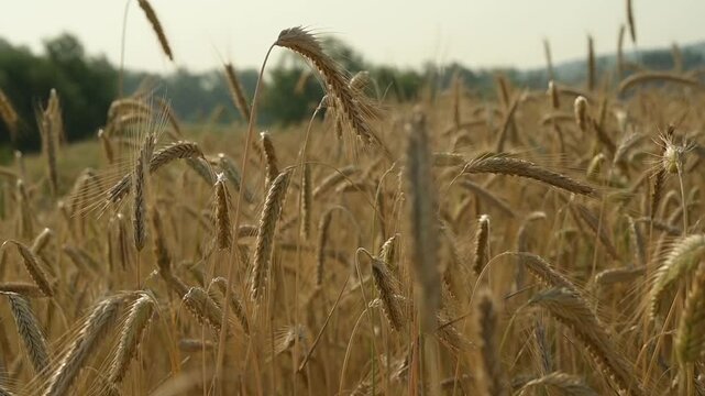 A field of ripe wheat sways in the wind.