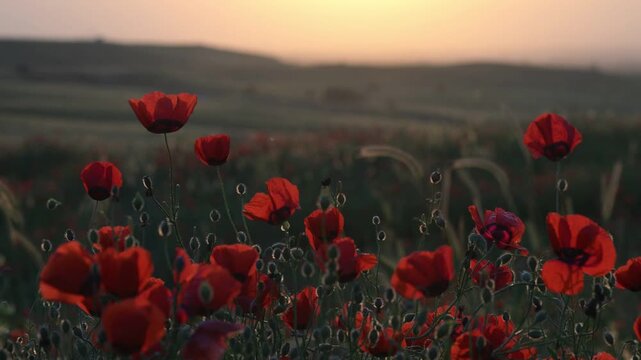 Red Poppy Flowers Glowing in Warm Evening Sunset Light. Cinematic Meadow Video. Soft evening sunlight gently highlights delicate petals and stems while flowers sway naturally in the wind, creating a d