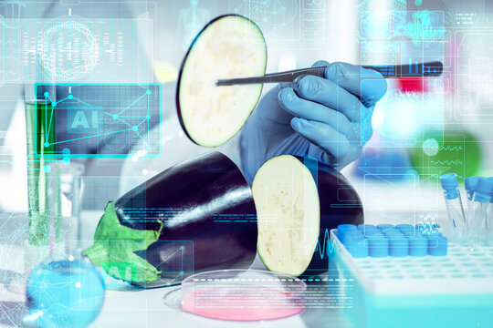 AI hologram interface in food lab as sliced eggplant is inspected with tweezers for quality grading and nutrient profiling, smart agriculture research concept.