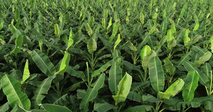 Aerial footage of drone flying over banana trees growing at field