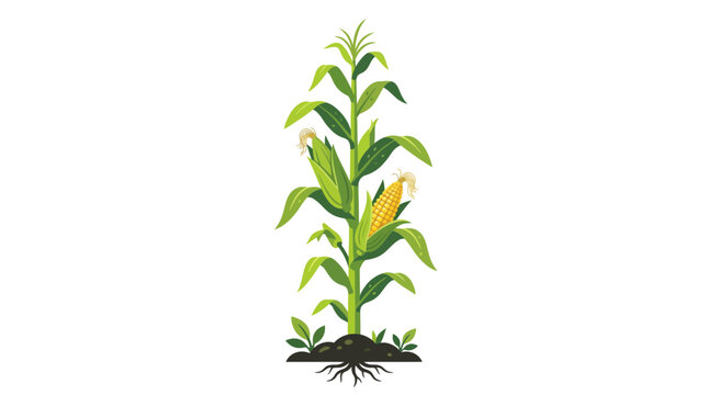 Healthy Corn Stalk with Ripe Ears and Roots, Isolated on White Background