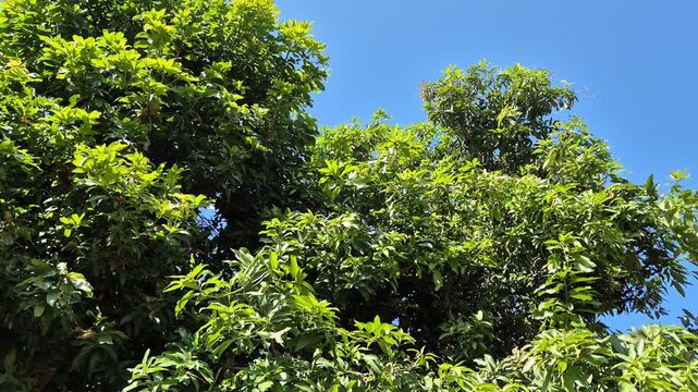 Lush green leaves of a mango tree canopy against a clear blue sky background on a sunny day, nature concept