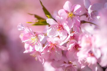Fototapeta premium 桜の花 春のイメージ