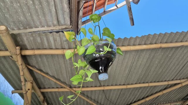 ​DIY recycled plastic bottle hanging planter with pothos plant under a bamboo roof, eco friendly concept
