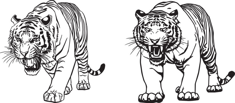 Two roaring tigers walking side by side