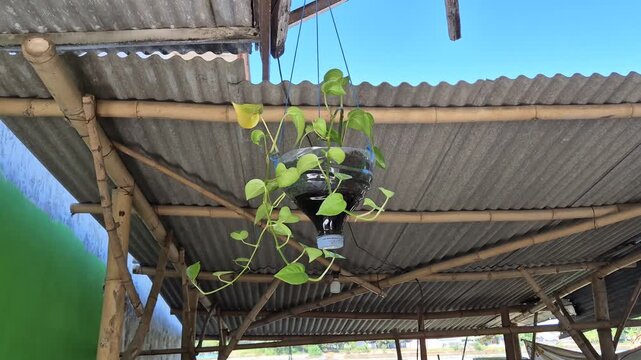 ​DIY recycled plastic bottle hanging planter with pothos plant under a bamboo roof, eco friendly concept