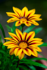 Obraz premium ガザニアの花