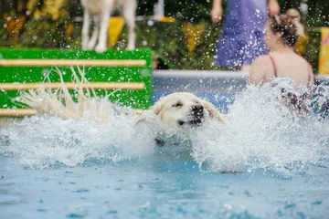 Cute dog playing and swimming in a pool destined for dogs learning to swim in water in hot summer days.  © belyaaa