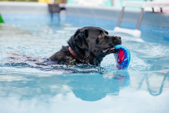 Cute dog playing and swimming in a pool destined for dogs learning to swim in water in hot summer days. 