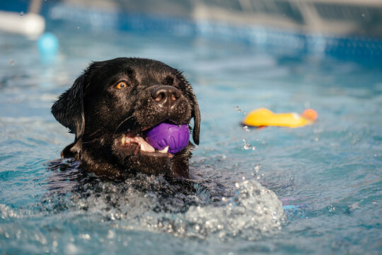 Cute dog playing and swimming in a pool destined for dogs learning to swim in water in hot summer days. 