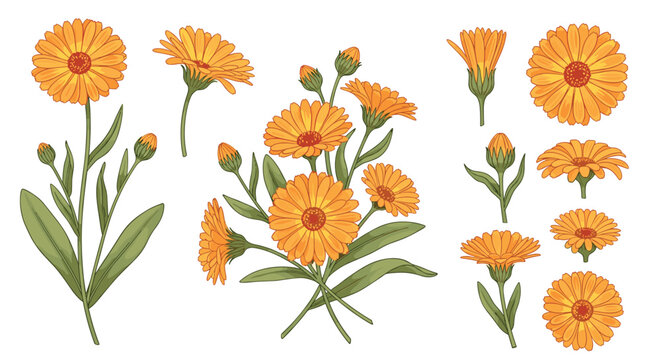 Detailed illustrations of orange calendula flowers and buds shown from various angles and in a bouquet on a white background.