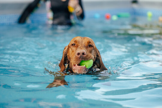 Cute dog playing and swimming in a pool destined for dogs learning to swim in water in hot summer days. 