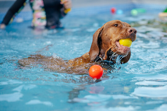 Cute dog playing and swimming in a pool destined for dogs learning to swim in water in hot summer days. 