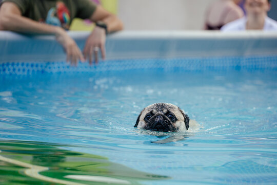 Cute dog playing and swimming in a pool destined for dogs learning to swim in water in hot summer days. 