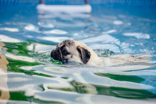 Cute dog playing and swimming in a pool destined for dogs learning to swim in water in hot summer days. 