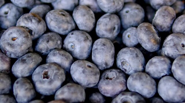 Large fresh blueberries filling the frame as natural background with ripe summer berries in close up and rich blue color full frame texture