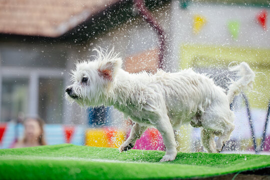 Cute dog playing and swimming in a pool destined for dogs learning to swim in water in hot summer days. 