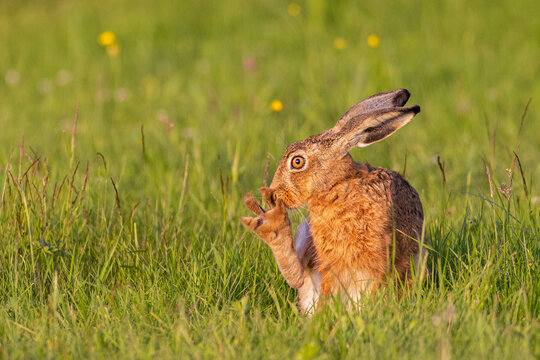 Feldhase (Lepus europaeus) sitzt im Sommer in gr&uuml;ner Wiese und putzt sich die F&uuml;&szlig;e mit gespreizten Zehen, Baden-W&uuml;rttemberg, Deutschland
