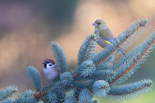 Feldsperling (Passer montanus) mit Gr&uuml;nfink (Chloris chloris) sitzen auf Ast einer Fichte nebeneinander im Abendlicht, Baden-W&uuml;rttemberg, Deutschland