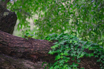 Fototapeta premium vine on a tree