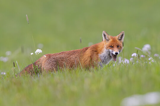 Rotfuchs (Vulpes vulpes) auf bl&uuml;hender Wiese hat eine Feldmaus zwischen den Z&auml;hnen im Maul und frisst mit Blick in die Kamera, Hessen, Deutschland