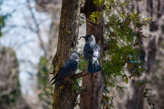 Two Western jackdaws perched on tree branches in woodland