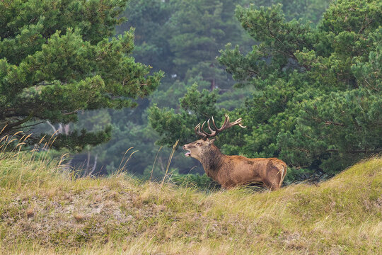 Rothirsch (Cervus elaphus), M&auml;nnchen mit gro&szlig;em Geweih r&ouml;hrt am Waldrand w&auml;hrend der Brunft im Herbst, Darss, Mecklenburg-Vorpommern, Deutschland