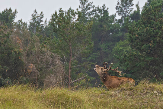 Rothirsch (Cervus elaphus), M&auml;nnchen mit gro&szlig;em Geweih r&ouml;hrt am Waldrand w&auml;hrend der Brunft im Herbst, Darss, Mecklenburg-Vorpommern, Deutschland