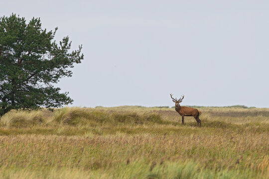 Rothirsch (Cervus elaphus), M&auml;nnchen mit gro&szlig;em Geweih steht im Grasland in weitl&auml;ufigen offenen D&uuml;nen vor einzelner Kiefer w&auml;hrend der Brunft im Herbst, Darss, Mecklenburg-Vorpommern, Deutschland