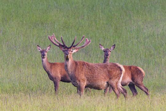 Rothirsch (Cervus elaphus), M&auml;nnchen mit Geweih im Bast steht zusammen mit zwei Weibchen in einer Wiese auf einer Waldlichtung, Bayern, Deutschland
