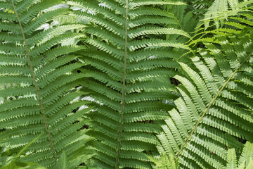 Fresh green fern growing in dense woodland with healthy fronds and natural forest vegetation. © Olha
