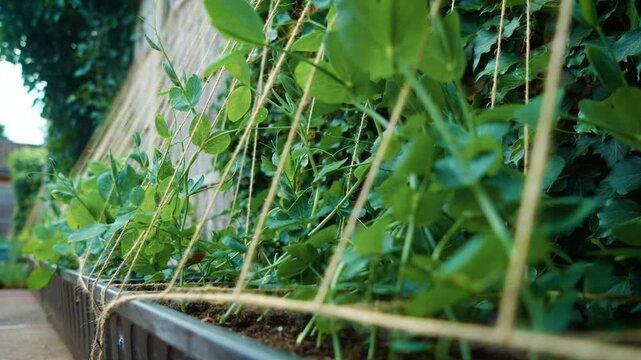 Garden peas growing densely in raised containers along backyard fence. Fresh green shoots winding around natural twine supports during active growing season. Sustainable food gardening concept
