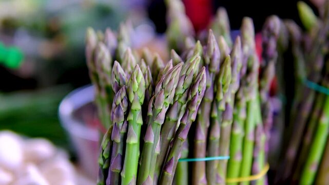 Holding fresh green asparagus shoots tightly displaying the bunch by gently turning the stems against a bright sunny outdoor garden background