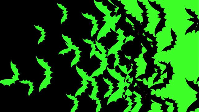 Group of bats flying transition on green screen background. Bats flying wipe transition overlay for compositing and presentation. Halloween Spooky 2d  Bats covering screen transition on alpha channel.