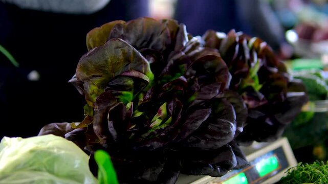 Fresh red leaf lettuce being weighed by female hands at farmers market with purple leafy greens and seasonal garden vegetables for sale