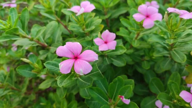 Catharanthus roseus flowers blooming naturally, showcasing vibrant petals and the beauty of a tropical ornamental plant in a garden.